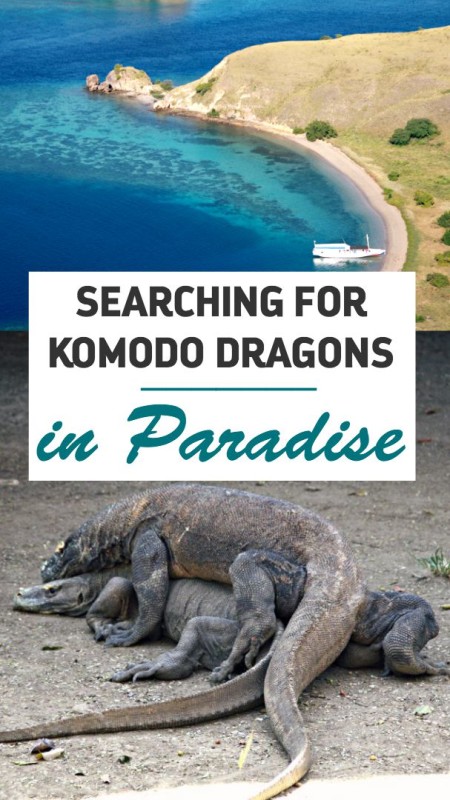 Searching for Komodo Dragons in Paradise