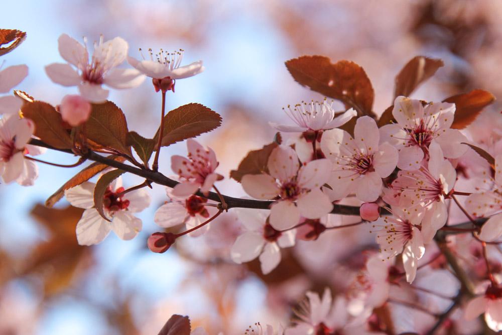 blossoms in Uzhhorod, Ukraine
