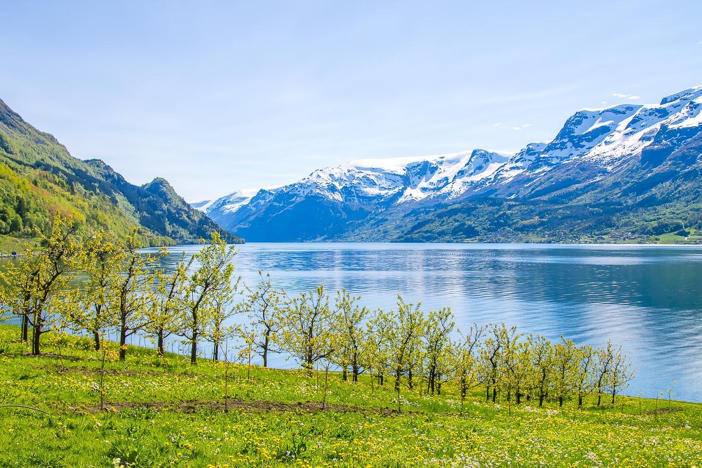 fruit blossoms hardanger norway