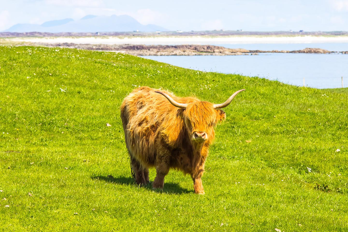 highland cow tiree scotland