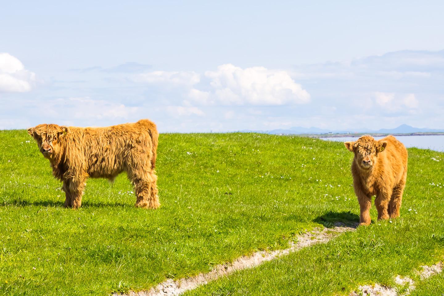 highland calf tiree scotland