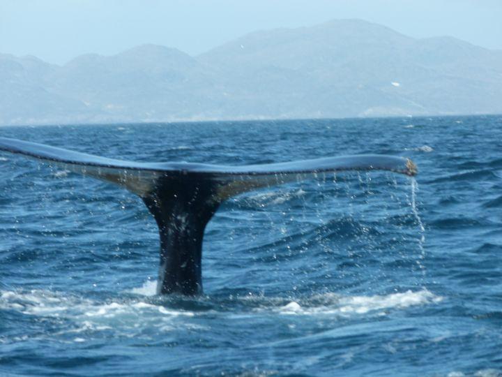 whale watching greenland