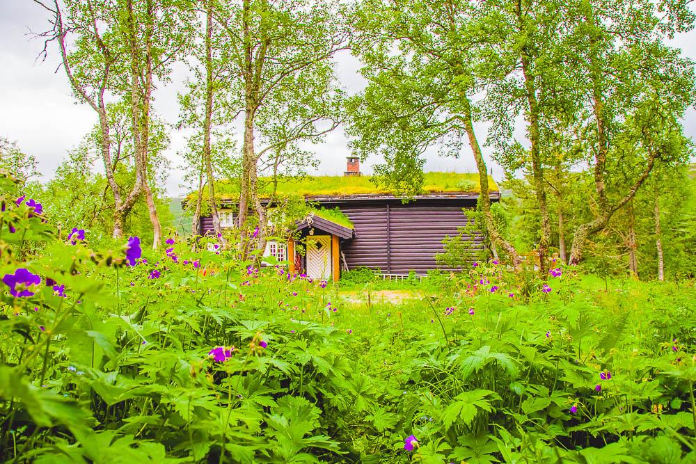 norwegian log cabin rauland telemark norway