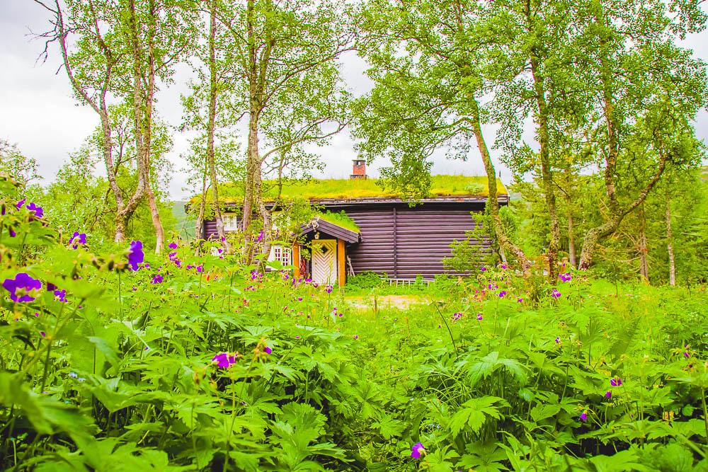 norwegian log cabin rauland telemark norway