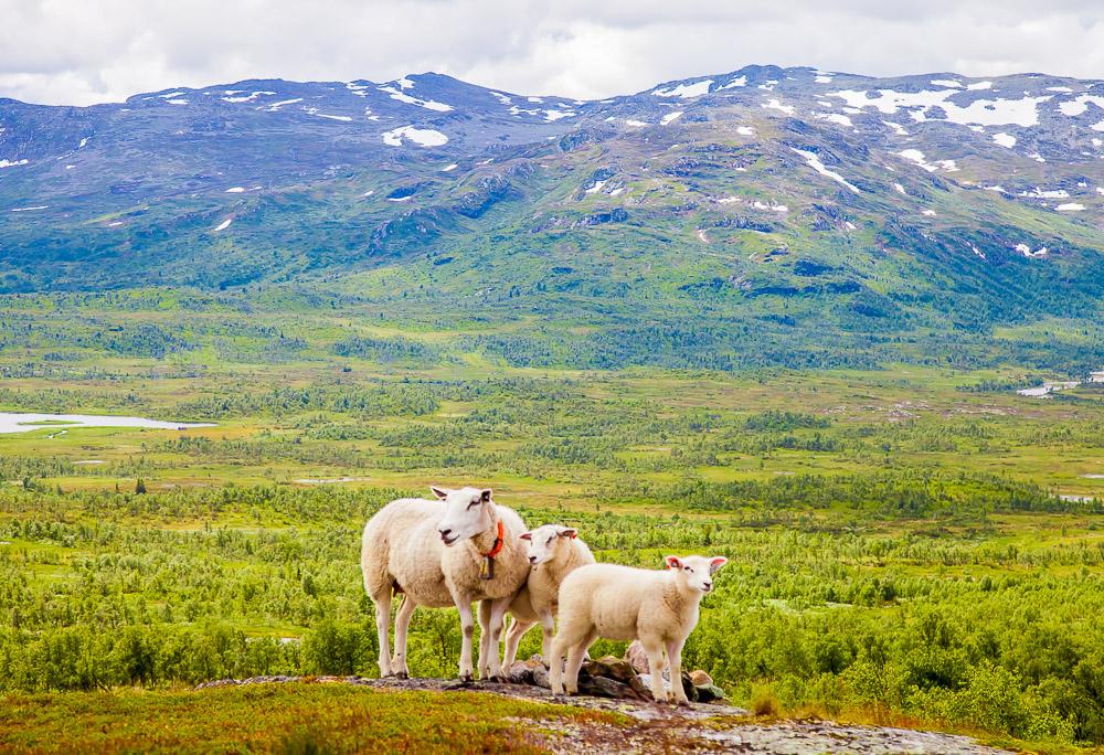 sheep mountains norway