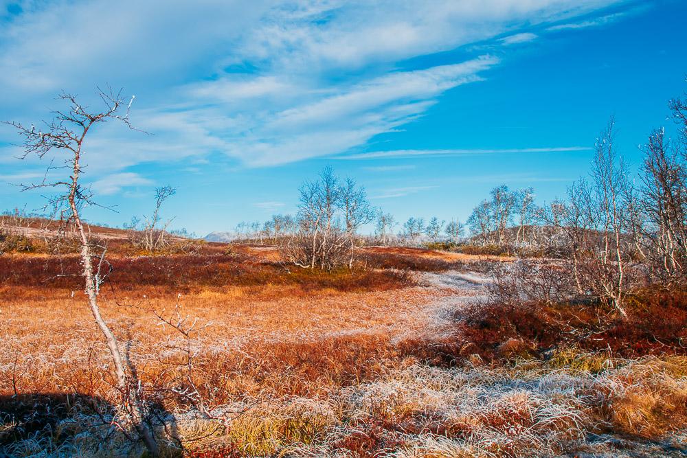 autumn in norway fall colors rauland telemark