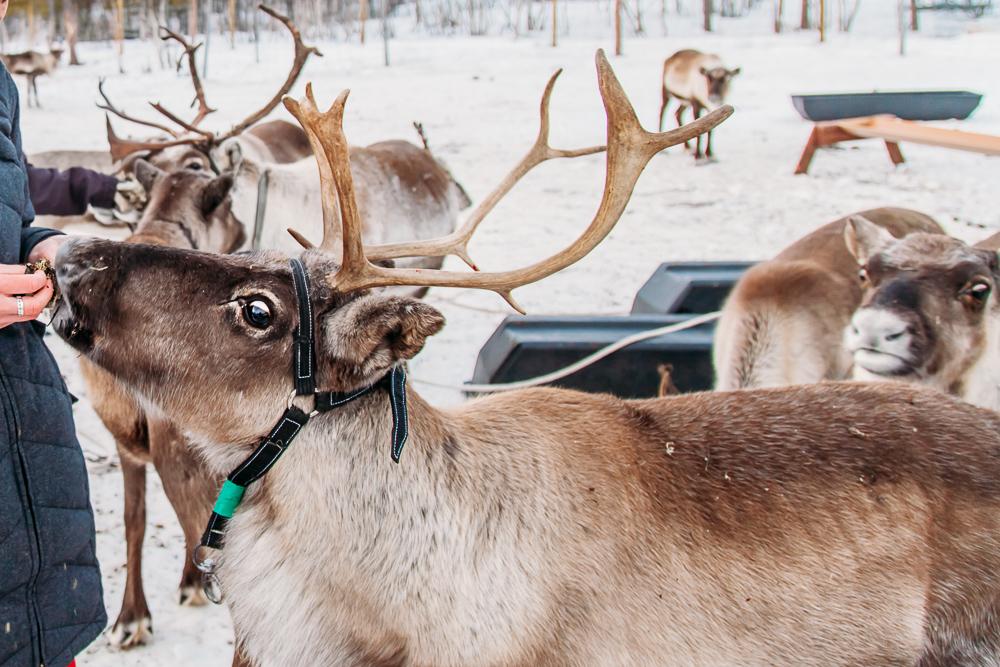 sami reindeer experience lights over lapland kiruan abisko sweden