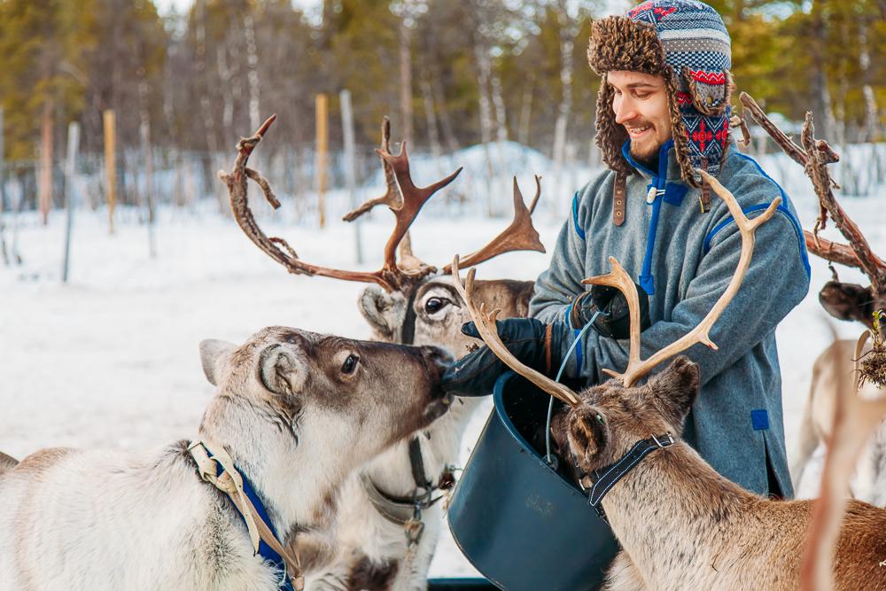 visiting sami reindeer swedish lapland kiruna abisko sweden