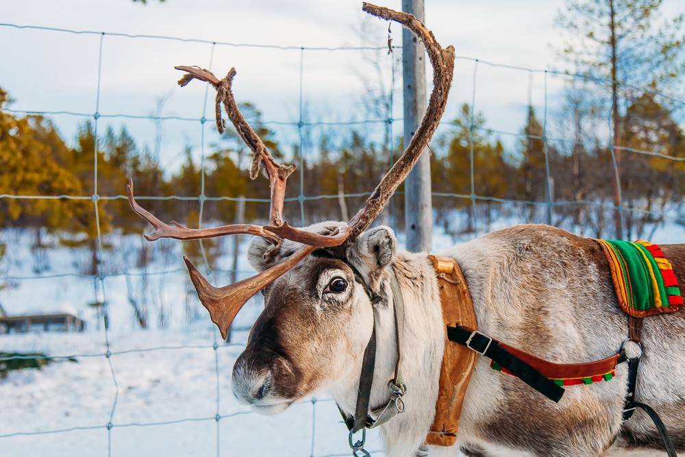 sami reindeer experience lights over lapland kiruan abisko sweden