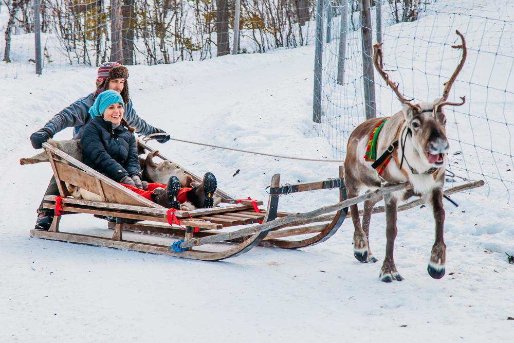 riding in a reindeer sleigh abisko kiruna swedish lapland sweden