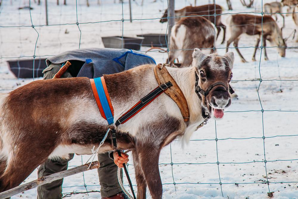 riding in a reindeer sleigh abisko kiruna swedish lapland sweden