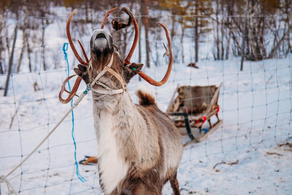 reindeer sami swedish lapland kiruna abisko sweden