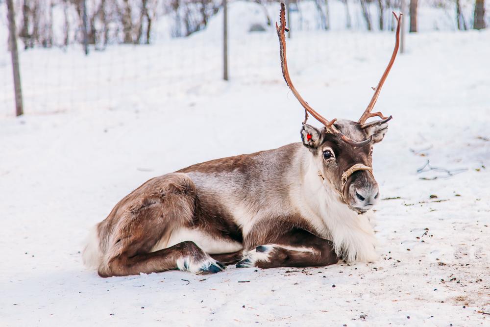 reindeer sami swedish lapland kiruna abisko sweden