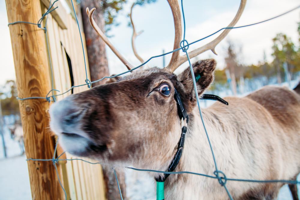 reindeer sami swedish lapland kiruna abisko sweden