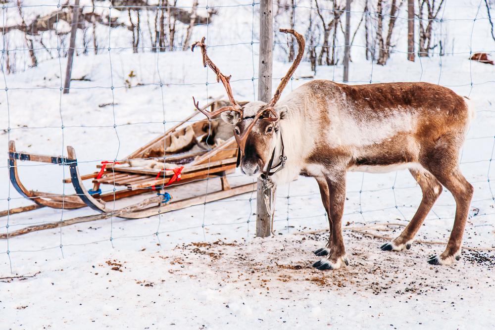 reindeer sami swedish lapland kiruna abisko sweden