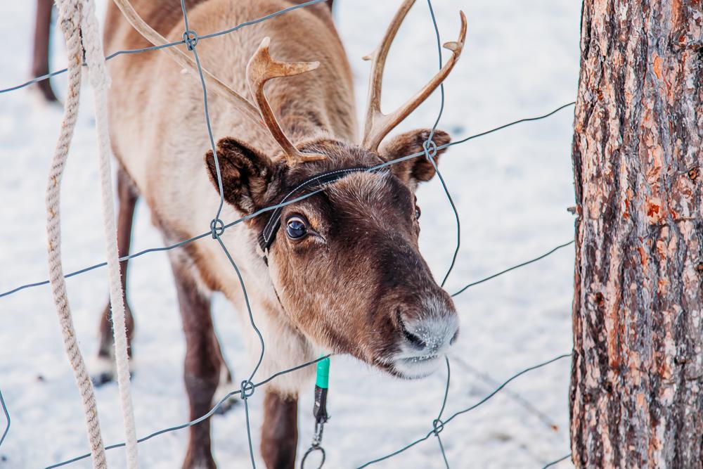 visiting sami reindeer swedish lapland kiruna abisko sweden