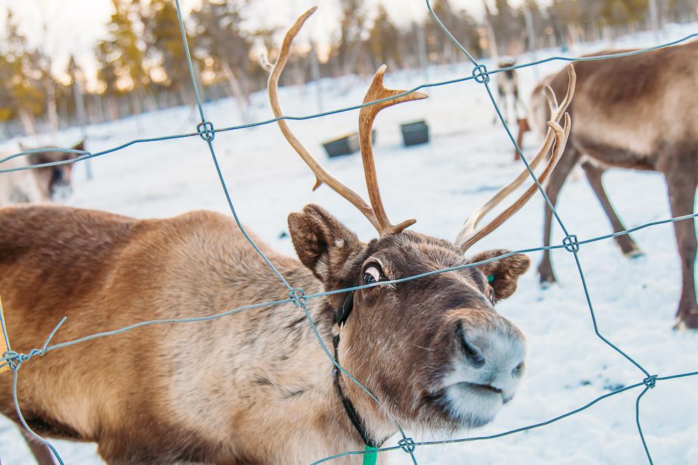 visiting sami reindeer swedish lapland kiruna abisko sweden