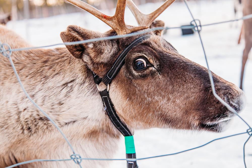 visiting sami reindeer swedish lapland kiruna abisko sweden