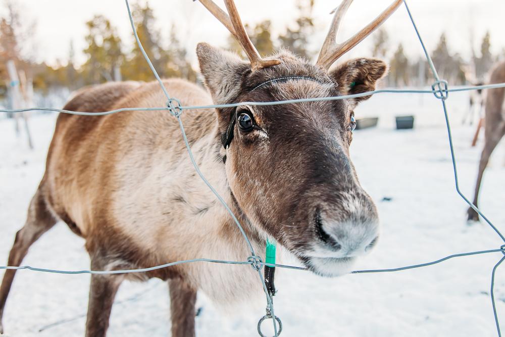 visiting sami reindeer swedish lapland kiruna abisko sweden