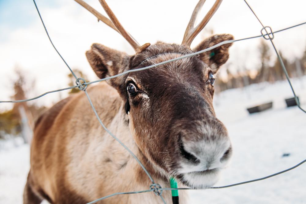 visiting sami reindeer swedish lapland kiruna abisko sweden