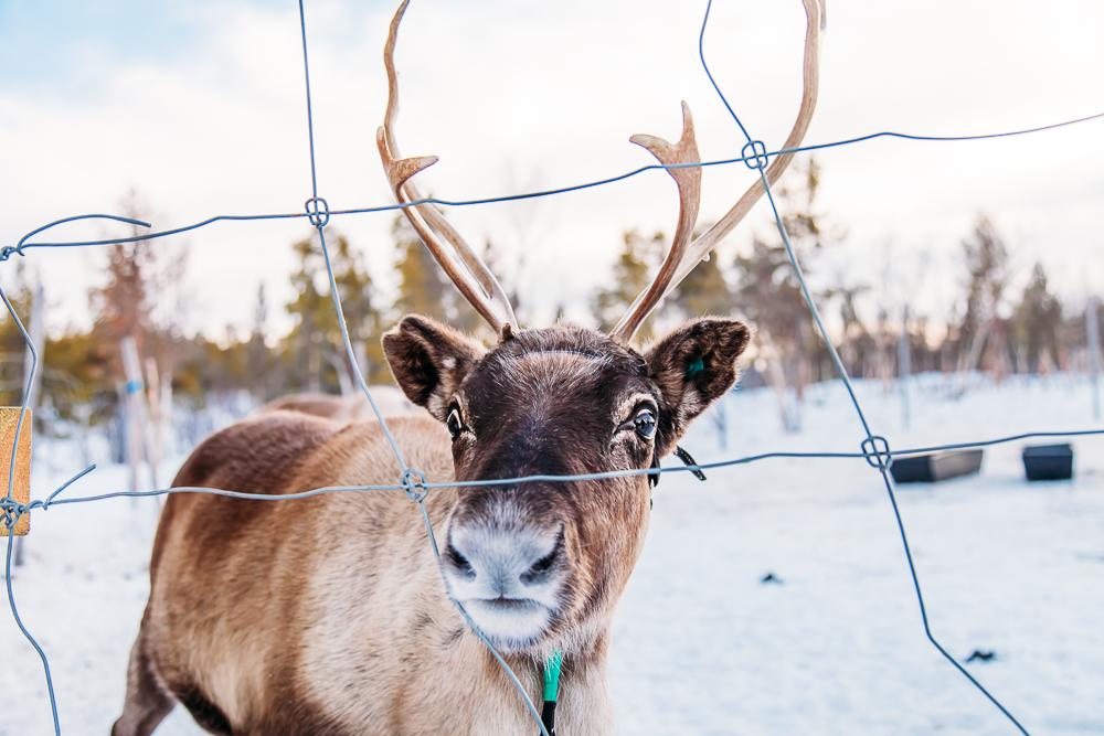 visiting sami reindeer swedish lapland kiruna abisko sweden