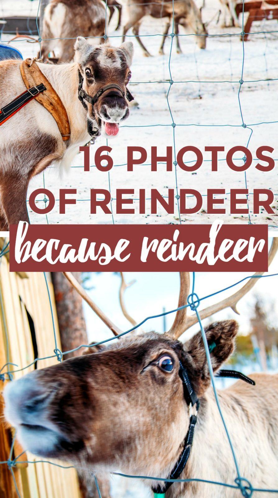 Visiting reindeer in a Sami village in Swedish Lapland - Kiruna, Sweden