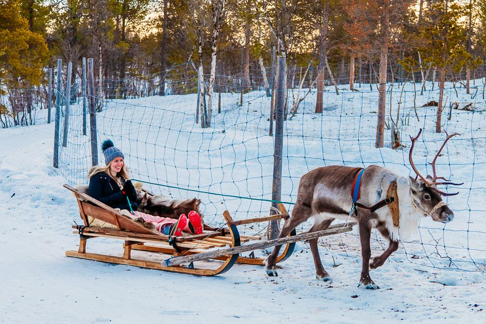reindeer sleigh swedish lapland kiruna abisko sami tour