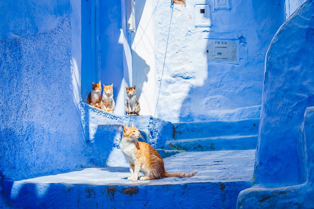 chefchaouen blue city streets houses morocco cats