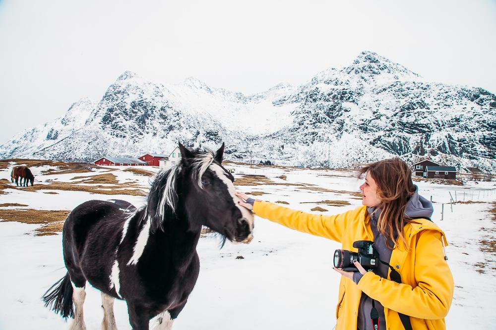 Flakstad horse lofoten norway