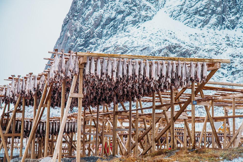 hanging drying fish lofoten norway