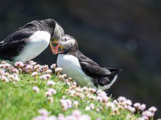 puffins in Shetland