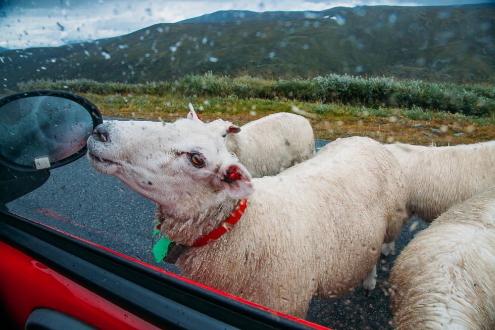 sheep driving aurlandsfjell bergen norway road trip