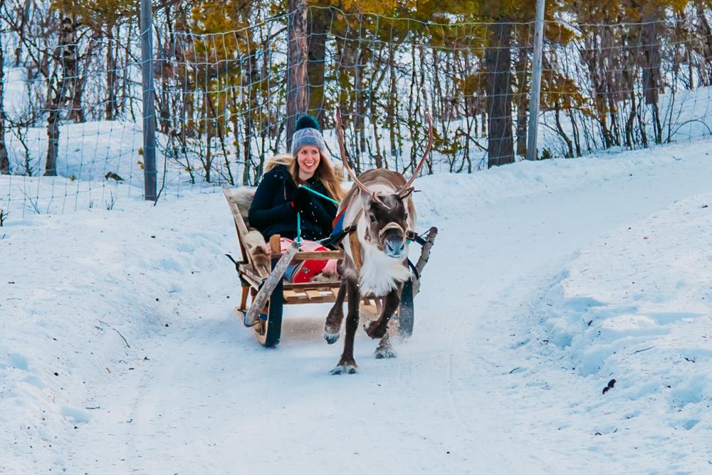riding in a reindeer sleigh abisko kiruna swedish lapland sweden