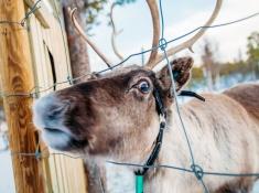 reindeer sami swedish lapland kiruna abisko sweden