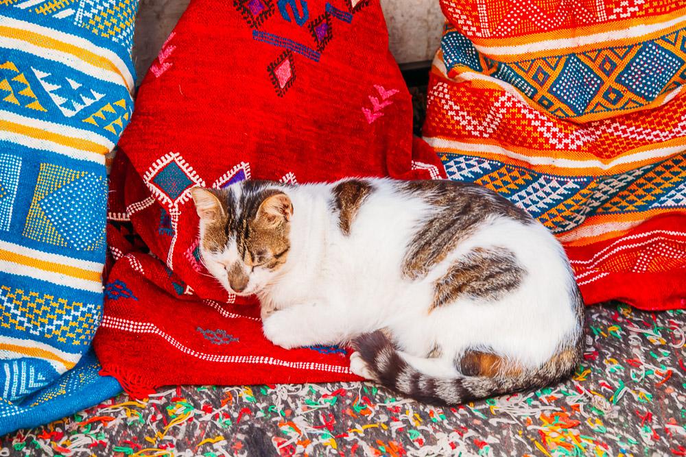 cats essaouira street morocco