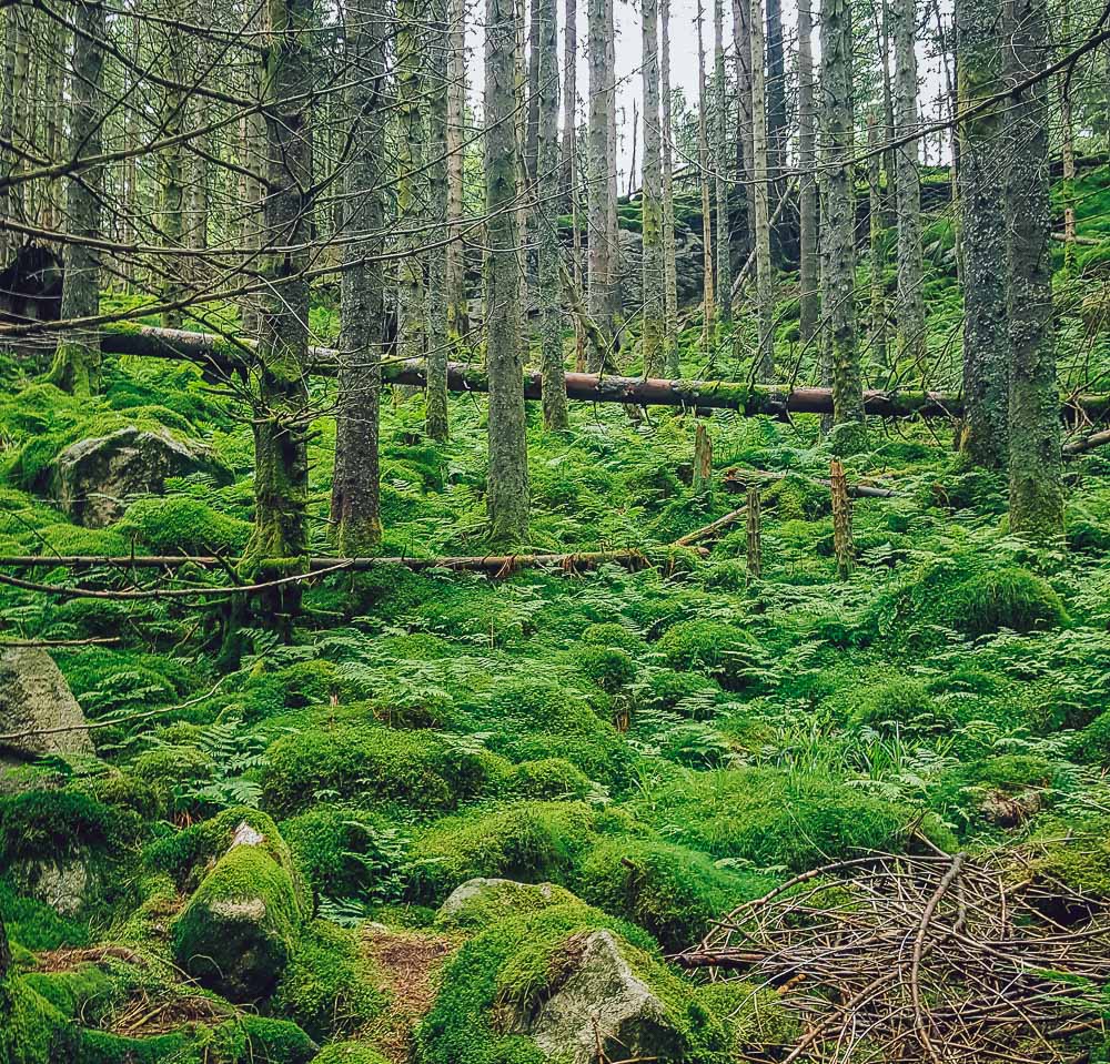 skredderdalen hike bergen fløyen norway