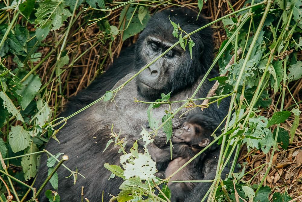 gorilla trekking uganda