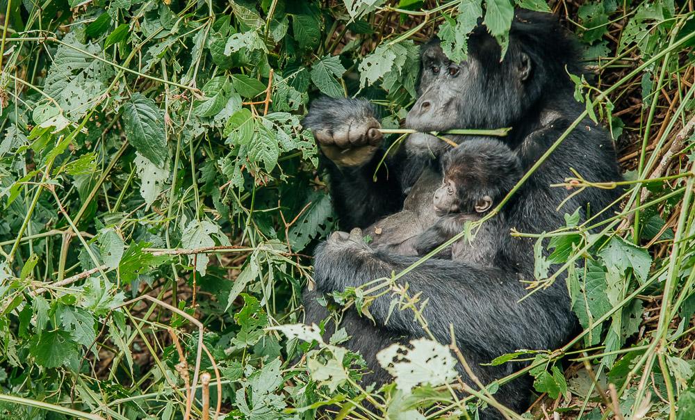 mountain gorillas bwindi national park uganda