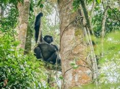 gorilla trekking in uganda bwindi national park