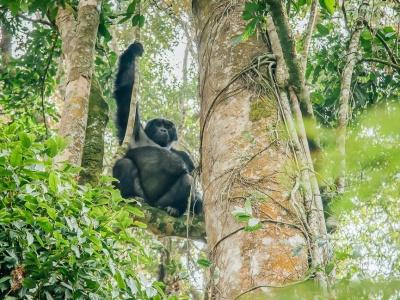 gorilla trekking in uganda bwindi national park