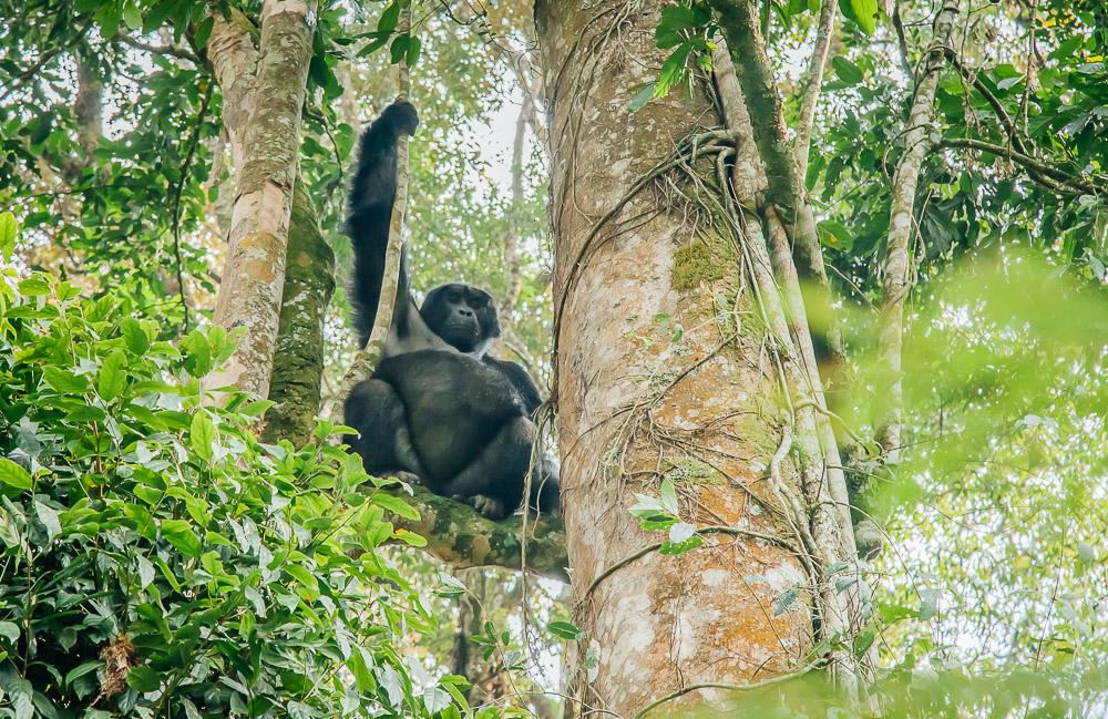 gorilla trekking in uganda bwindi national park