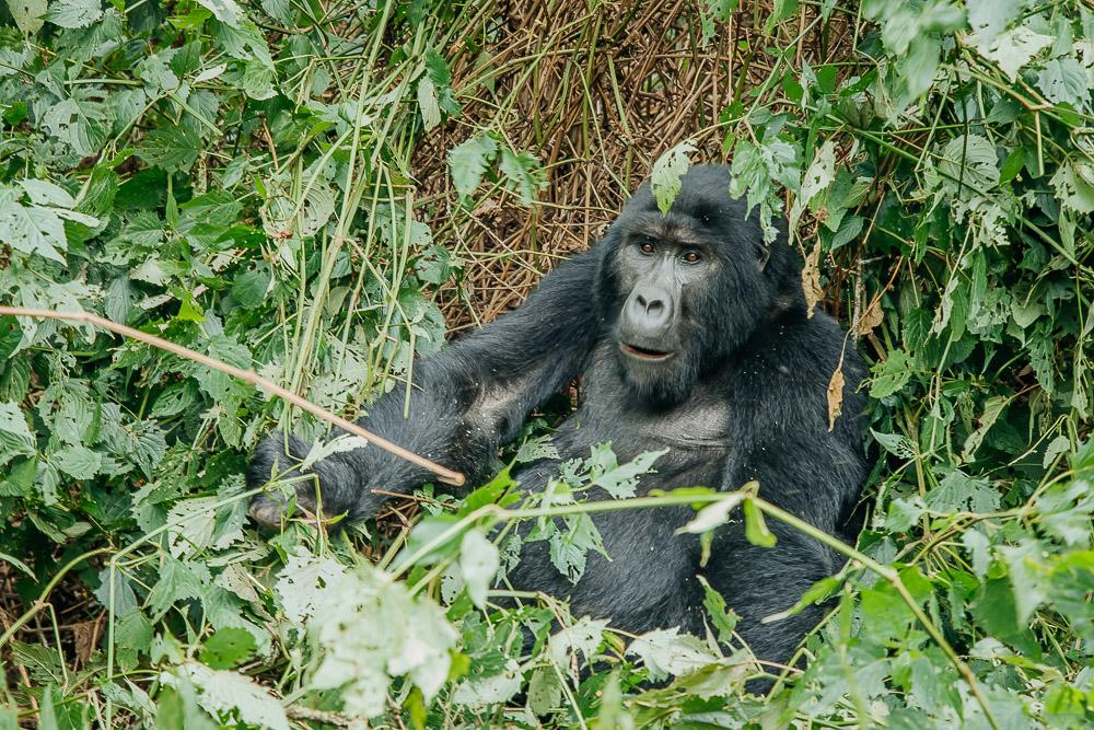 gorilla trekking in uganda bwindi national park