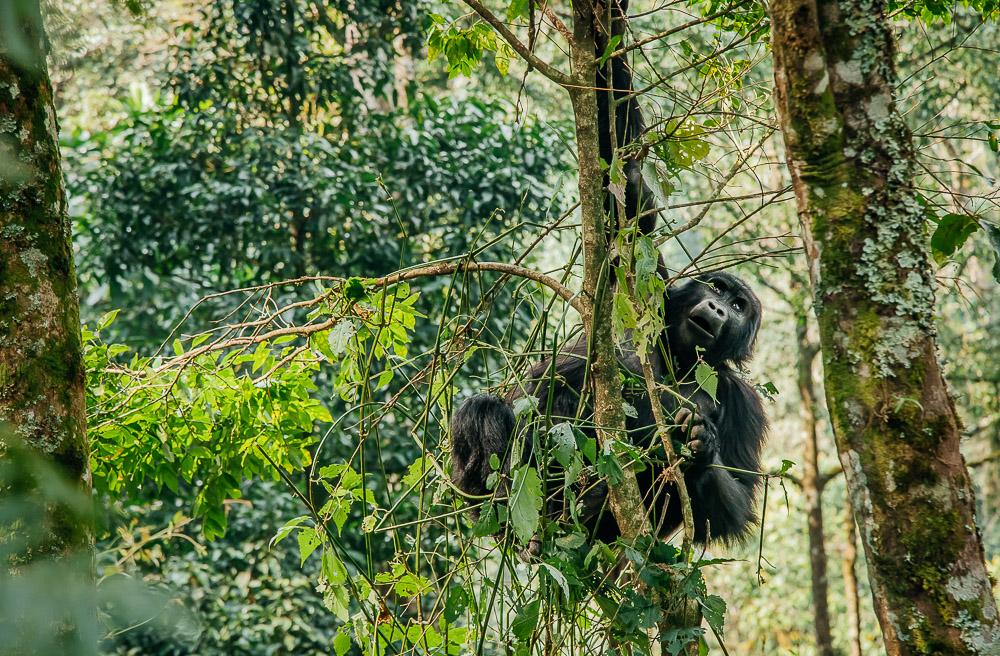 gorilla trekking in uganda bwindi national park