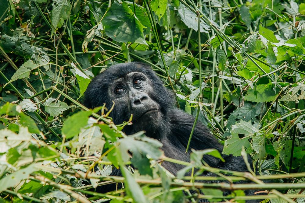 gorilla trekking in uganda bwindi national park