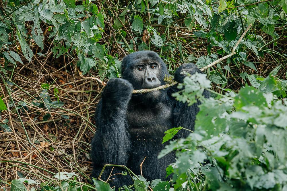 gorilla tracking in uganda bwindi national park