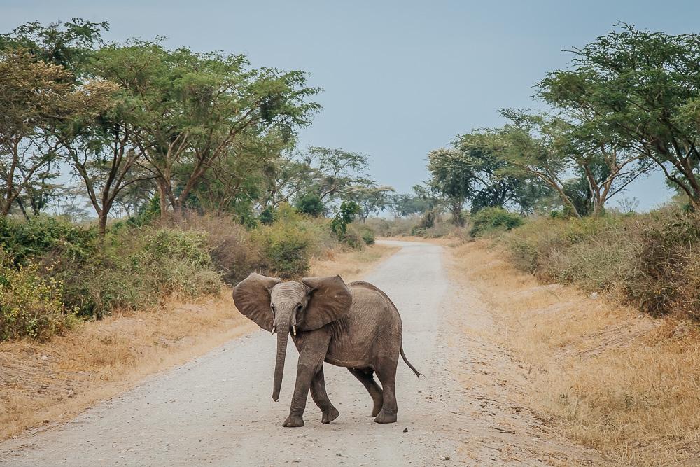 safari queen elizabeth national park uganda