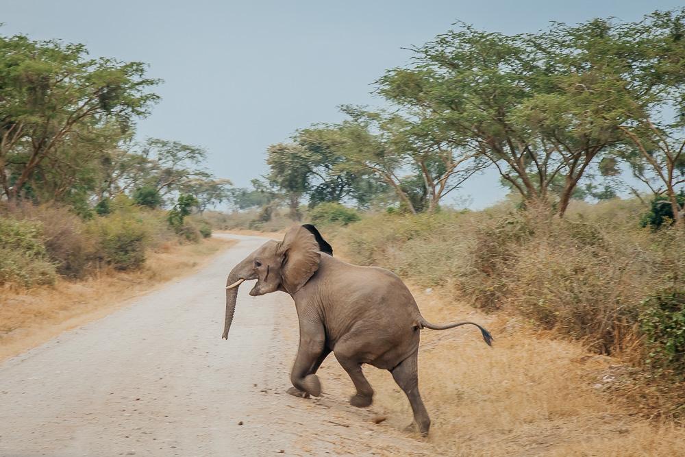 safari queen elizabeth national park uganda