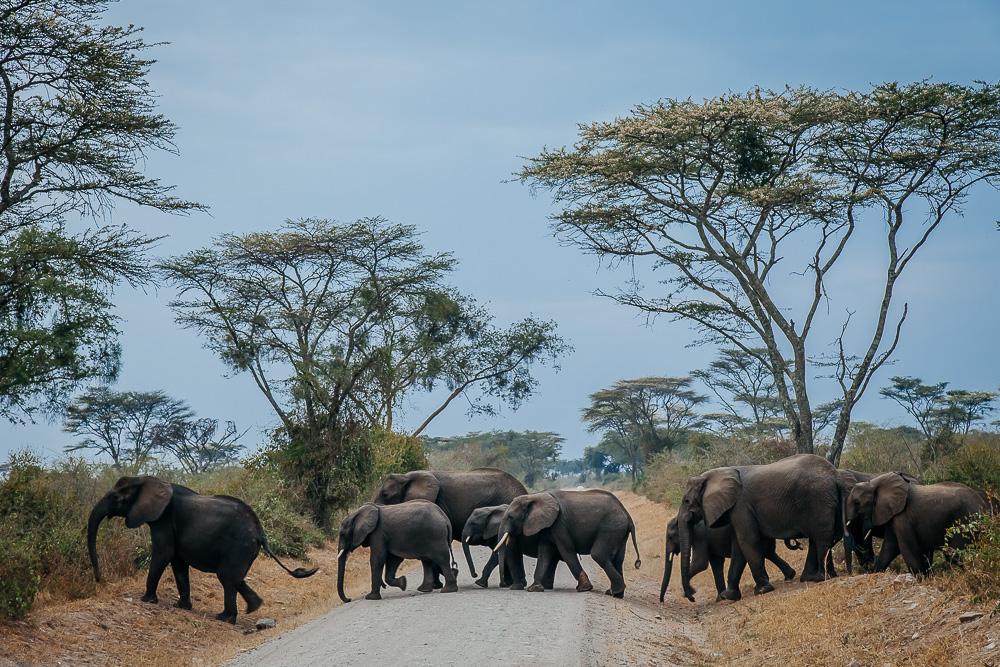 safari queen elizabeth national park uganda