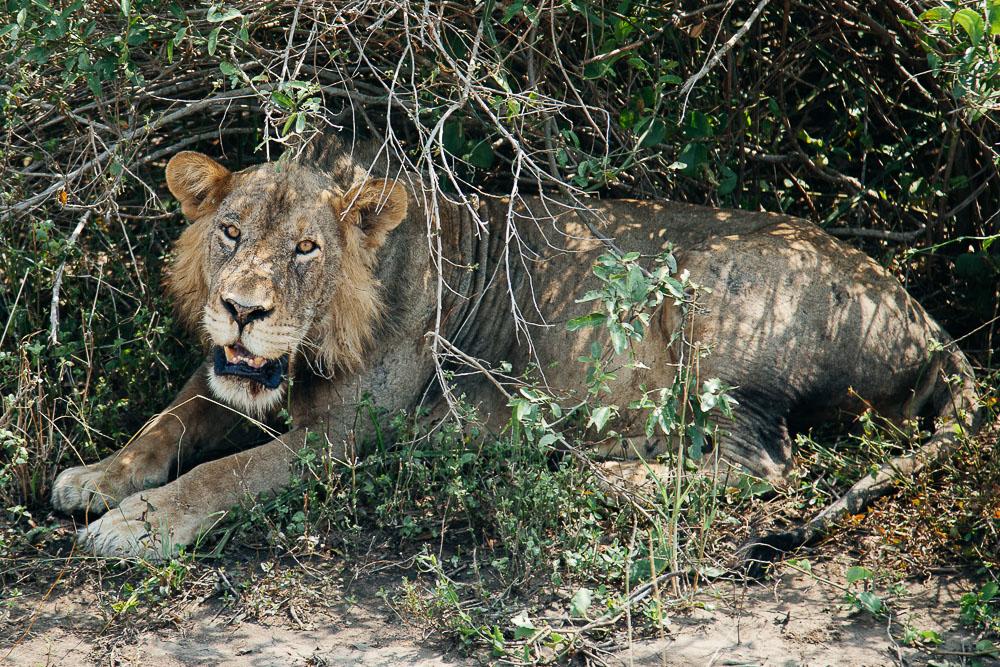 safari queen elizabeth national park uganda