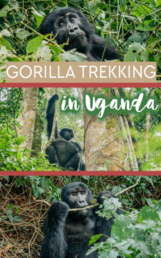 A guide to gorilla trekking (tracking) in Uganda, including the cost, permits, accommodation, and other things to do near Bwindi National Park